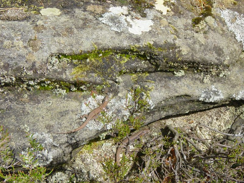 Betr. Bollendorf 08 (32)