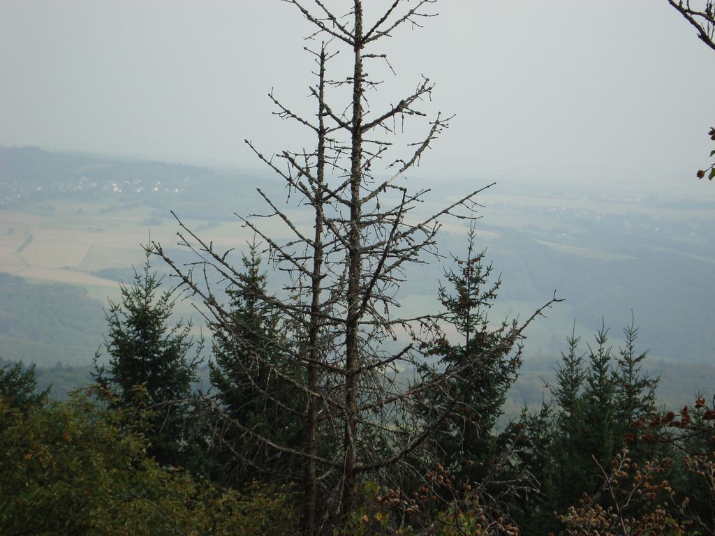 Schneppenbach-Koppenstein (14)