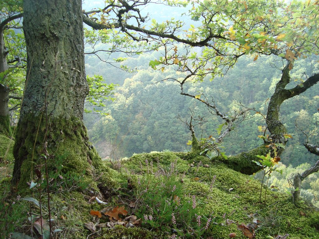 Schneppenbach-Koppenstein (33)